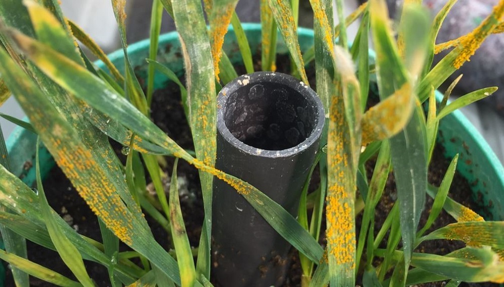 Wheat yellow rust varietal screens conducted in pots